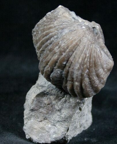 Platystrophia Brachiopod Fossil From Kentucky #6621